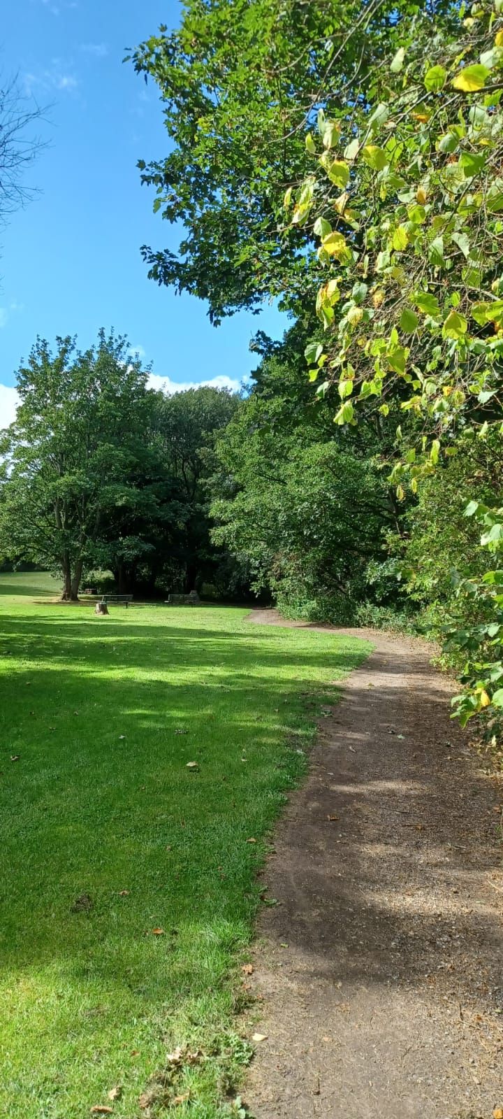 Grass area by wood